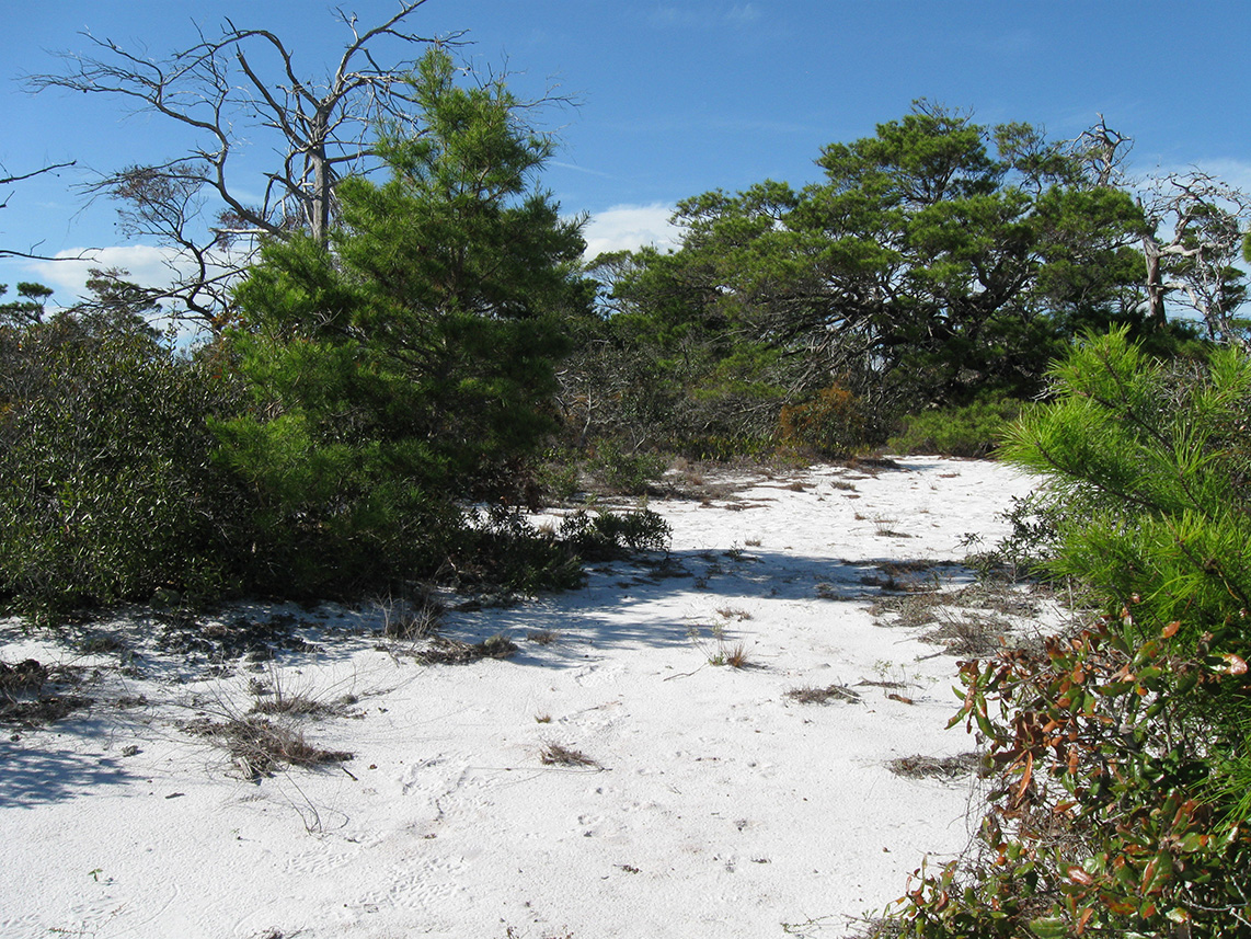 Scrub habitat in the Jupiter Ridge Natural Area, Palm Beach County, Florida